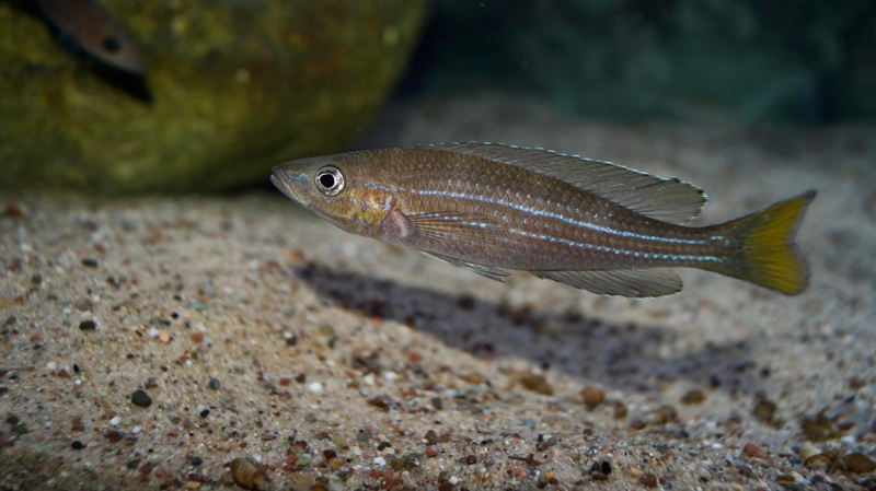 Paracyprichromis sp. 'brieni two-stripe' Izinga